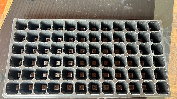 济宁草莓APP下载在线观看片材价格